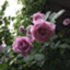 id:yamashirosho