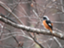 id:yamatako