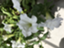 id:yamatoblog