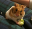 id:yanpun
