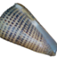 yo-shellcollector-kanagawa