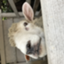 id:yokomenome