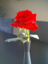 id:you-me_rose