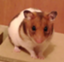 id:youtuber-hamster