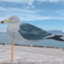 id:yuki_da