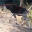 zebrawalk