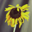 id:zyoucho